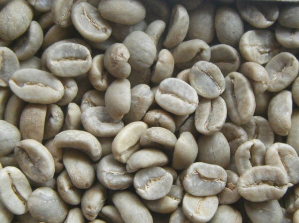 画像1: エメラルドマウンテン（コロンビア）生豆220ｇでの焙煎税込価格 (1)