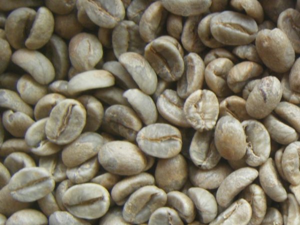 画像1: アンデスマウンテン（エクアドル）生豆220ｇでの焙煎税込価格 (1)