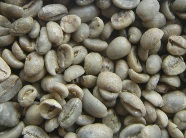 画像1: グアテマラSHB（グアテマラ）生豆220ｇでの焙煎税込価格 (1)