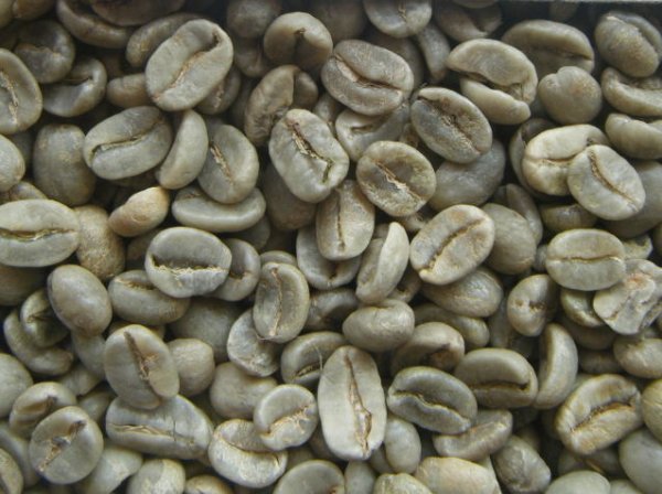画像1: コーラルマウンテン（コスタリカ）生豆220ｇでの焙煎税込価格 (1)
