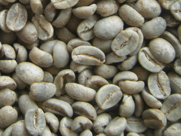画像1: クリスタルクイーン（キューバ）生豆220ｇでの焙煎税込価格 (1)