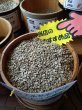 画像1: ベジャ・ビスタ農園（エルサルバドル） 生豆220ｇでの焙煎税込価格  (1)
