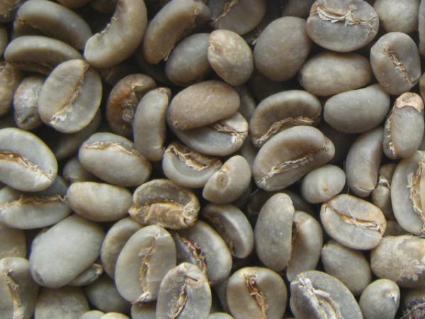 画像1: カロシトラジャ（インドネシア）生豆220ｇでの焙煎価格 (1)